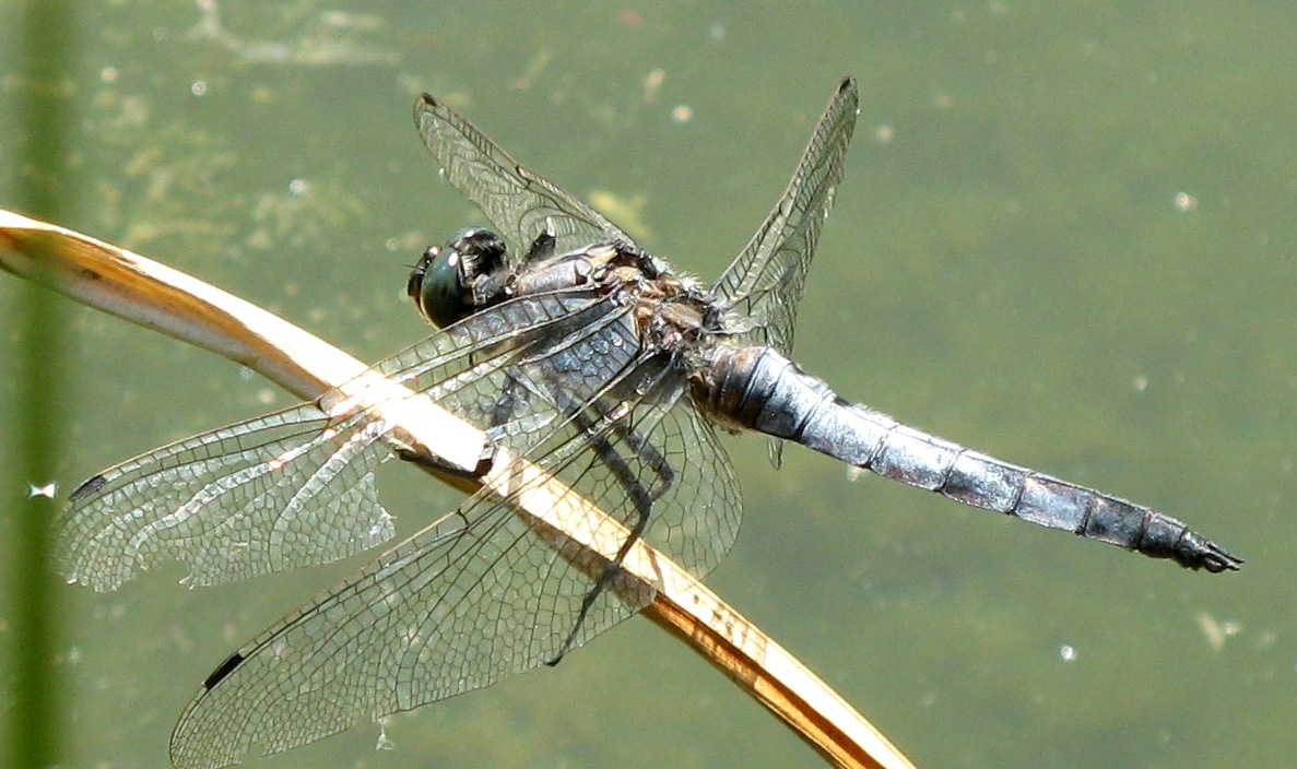 Orthetrum sp. della Valtellina (SO)